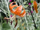 Lis tigr, Lilium lancifolium