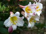 Lis royal, Lilium regale Lis royal, Lilium regale