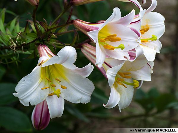 Lis royal, Lilium regale : planter, cultiver, multiplier