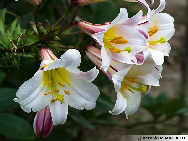 Lilium regale ou lis royal