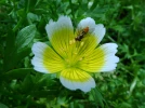 Limnanthe de Douglas, Oeuf au plat, Limnanthes douglasii