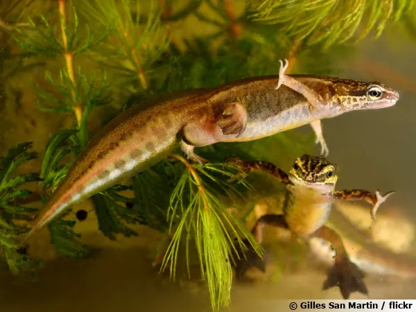 Triton palmé, Lissotriton helveticus