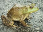 Ouaouaron, Grenouille mugissante, Grenouille-taureau, Lithobates catesbeianus Ouaouaron, Grenouille mugissante, Grenouille-taureau, Lithobates catesbeianus