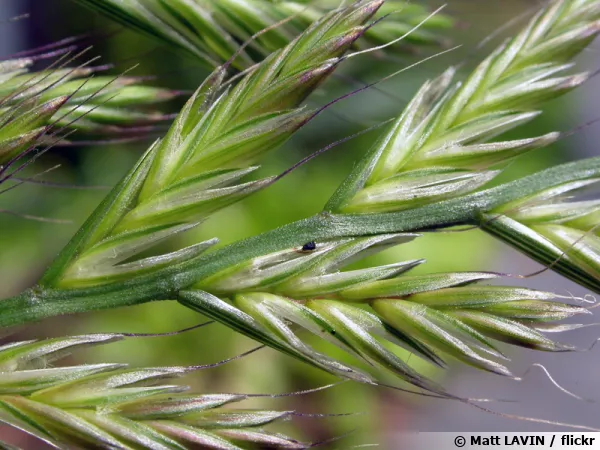 Le ray-grass d'Italie (Lolium multiflorum)
