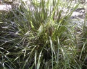 Creek mat-rush, Lomandra hystrix