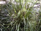 Creek mat-rush, Lomandra hystrix