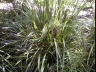 Creek mat-rush, Lomandra hystrix
