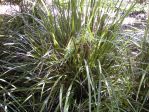 Creek mat-rush, Lomandra hystrix Creek mat-rush, Lomandra hystrix