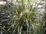 Creek mat-rush, Lomandra hystrix