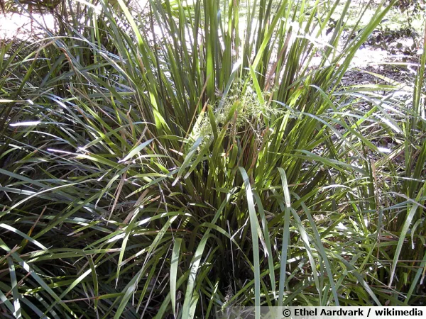 Creek mat-rush, Lomandra hystrix