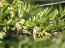 Ch�vrefeuille � cupules, Lonicera pileata