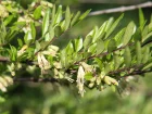 Chvrefeuille  cupules, Lonicera pileata