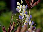 Lupin changeant, Lupinus mutabilis Lupin changeant, Lupinus mutabilis