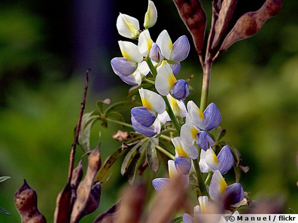 Lupin des jardins (Lupinus x russellii) : fleur, plantation, culture,  entretien