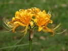 Lycoris jaune, Lis araigne jaune, Lycoris aurea