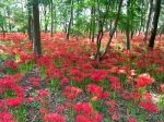 Lycoris rouge, Amaryllis du Japon, Lis araign�e du Japon, Lycoris radiata
