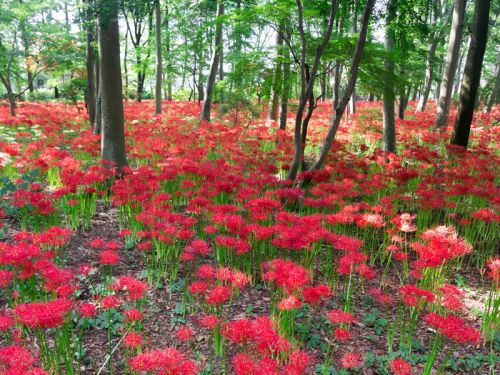 Lycoris rouge, Amaryllis du Japon, Lis araignée du Japon, Lycoris radiata :  planter, cultiver, multiplier
