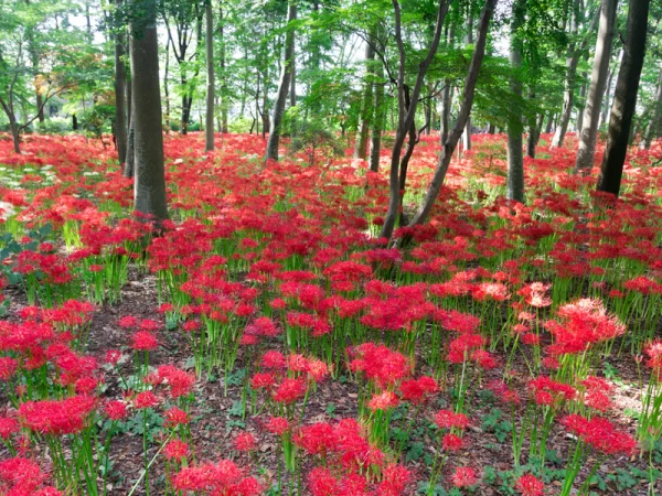 Lycoris rouge, Amaryllis du Japon, Lis araigne du Japon, Lycoris radiata