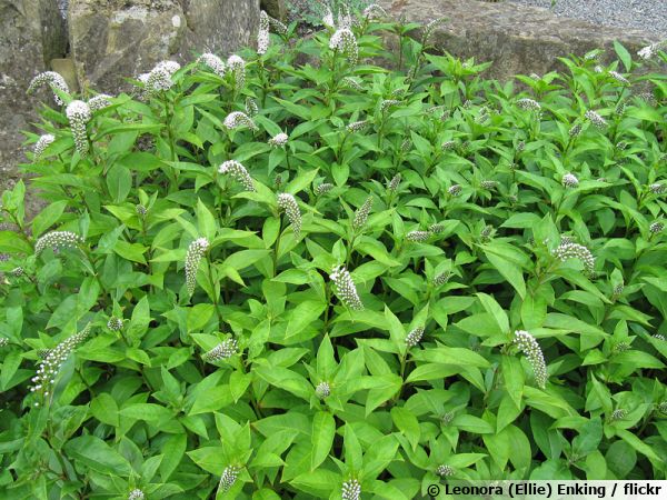 Lysimaque de Chine, Lysimaque col de cygne, Lysimachia clethroides