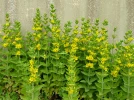 Lysimaque ponctu�e, Lysimachia punctata