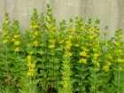 Lysimaque ponctue, Lysimachia punctata