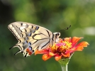 Photographier dans son jardin