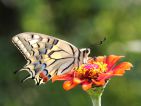 Avant qu'un papillon se pose sur une fleur, il faut souvent patienter