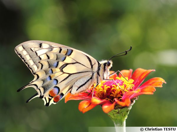 Avant qu'un papillon se pose sur une fleur, il faut souvent patienter