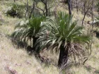Cycas de Moore, Macrozamia moorei