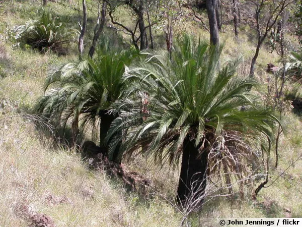 Cycas de Moore, Macrozamia moorei en milieu naturel