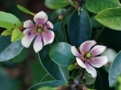 Arbuste banane, Magnolia figo