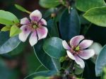 Arbuste banane, Magnolia figo Arbuste banane, Magnolia figo