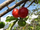 Les bienfaits de l'acrola, la cerise des Antilles