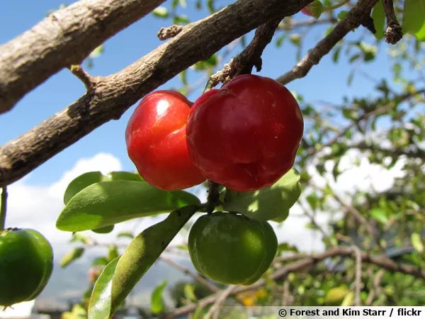 L'acérola est le fruit d'un arbuste (Malpighia emarginata) poussant dans les régions tropicales d'Amérique du Sud