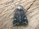 La noctuelle du chou : un redoutable papillon nocturne du potager