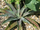 Agave l�opard, tub�reuse du Mexique, Manfreda maculosa