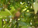 Sapotille, fruit du Sapotillier, Manilkara zapota Sapotille, fruit du Sapotillier, Manilkara zapota