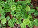 Marante, Dormeuse, Plante de pri�re,  Maranta leuconeura