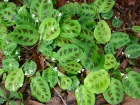 Marante, Dormeuse, Plante de prire,  Maranta leuconeura
