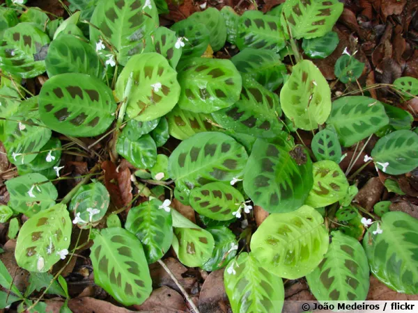 Maranta leuconeura en fleurs