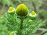 Matricaire odorante, Fausse camomille, Matricaria discoidea Matricaire odorante, Fausse camomille, Matricaria discoidea