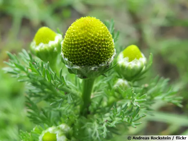 Matricaire odorante, Fausse camomille, Matricaria discoidea