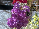 Violier, Girofl�e des jardins, girofl�e d'�t�, Girofl�e d'hiver, Matthiola incana