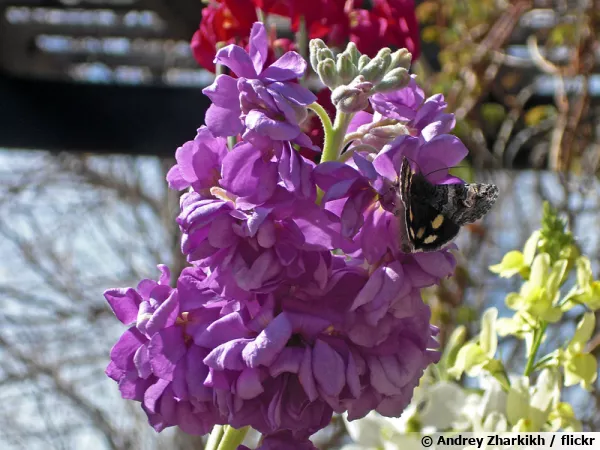 Violier, Giroflée des jardins, giroflée d'été, Giroflée d'hiver, Matthiola incana