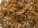 Des vers de farine pour nourrir les animaux