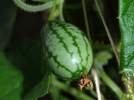 Concombre  confire, Cucamelon, Melothria scabra