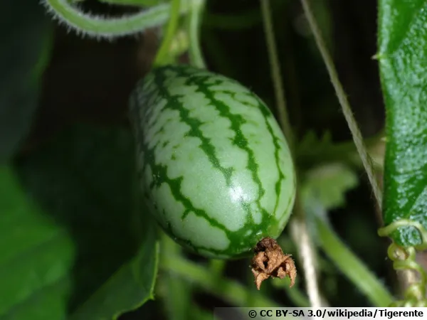 Concombre à confire, Cucamelon, Melothria scabra