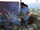Tequila et mescal, des produits de l'agave
