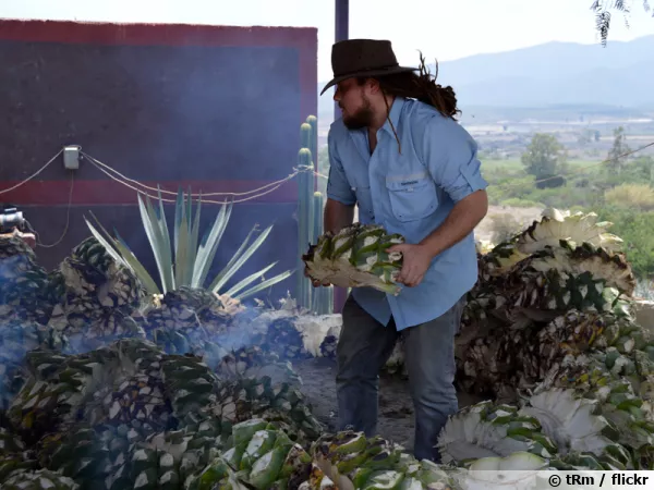 Récolte de l'agave pour la production de mezcal