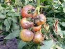 10 conseils pour viter le mildiou de la tomate